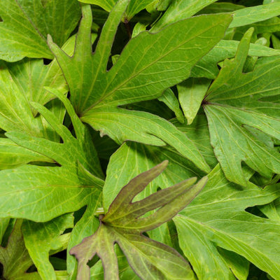 Sweet Caroline Medusa™ Green Ornamental Sweet Potato Vine (Ipomoea batatas)