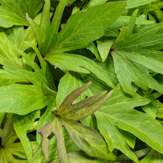 Sweet Caroline Medusa™ Green Ornamental Sweet Potato Vine (Ipomoea batatas)
