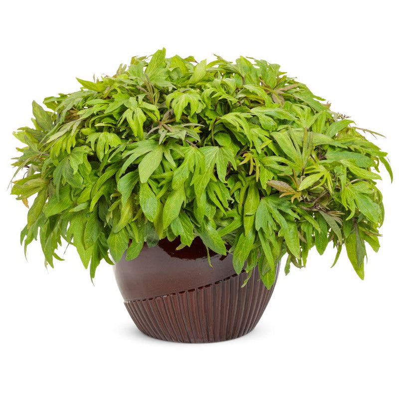 Sweet Caroline Medusa™ Green Ornamental Sweet Potato Vine (Ipomoea batatas)