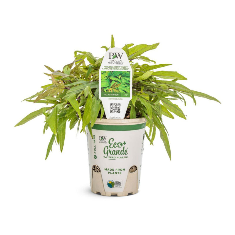 Sweet Caroline Medusa™ Green Ornamental Sweet Potato Vine (Ipomoea batatas)