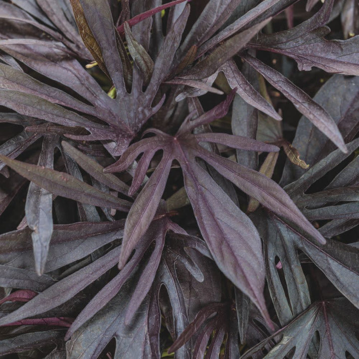 Sweet Caroline Medusa™ Black Ornamental Sweet Potato Vine (Ipomoea batatas) | Proven Winners® New Variety 2026
