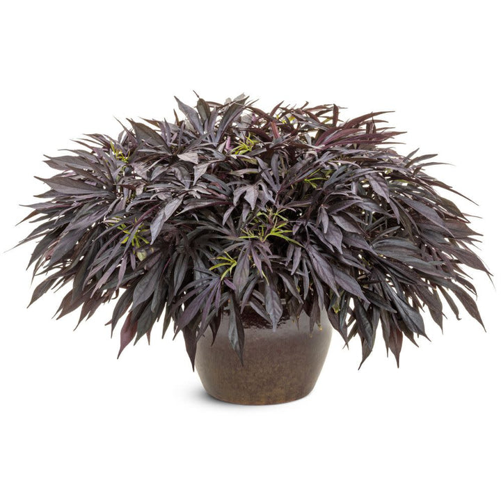dracaena medusa Ornamental Sweet Potato Vine | Sweet Caroline Medusa™ Black