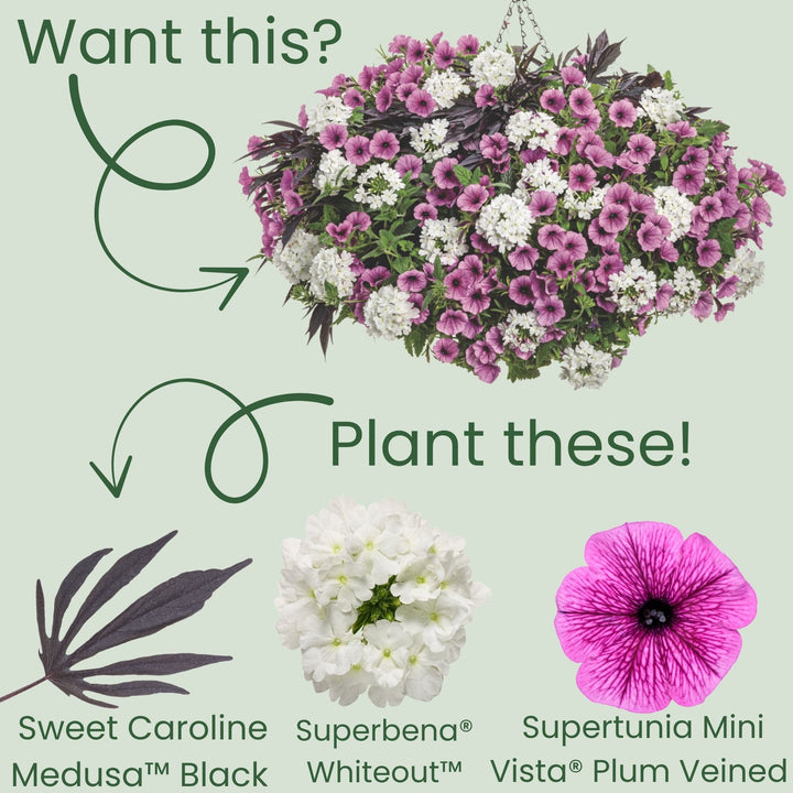 Sweet Caroline Medusa™ Black Ornamental Sweet Potato Vine (Ipomoea batatas) | Proven Winners® New Variety 2026
