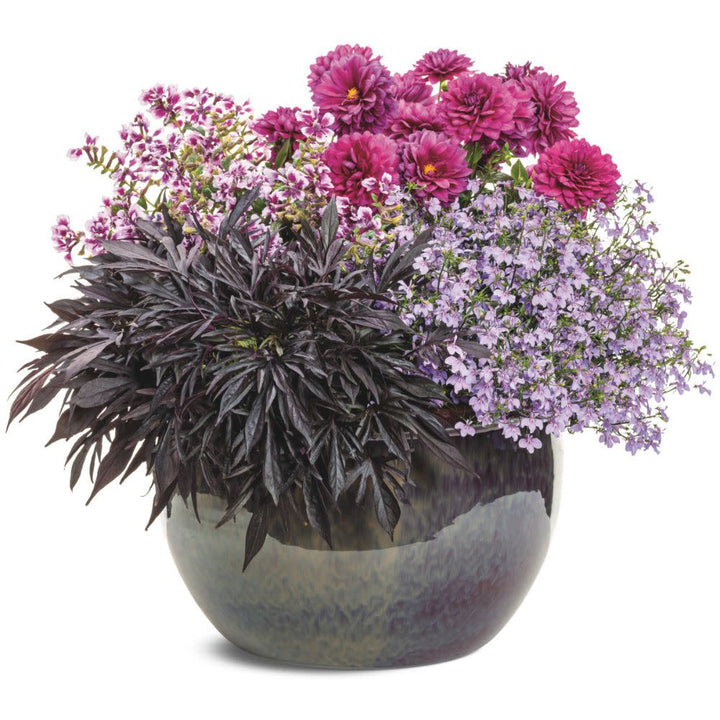 Sweet Caroline Medusa™ Black Ornamental Sweet Potato Vine (Ipomoea batatas) | Proven Winners® New Variety 2026