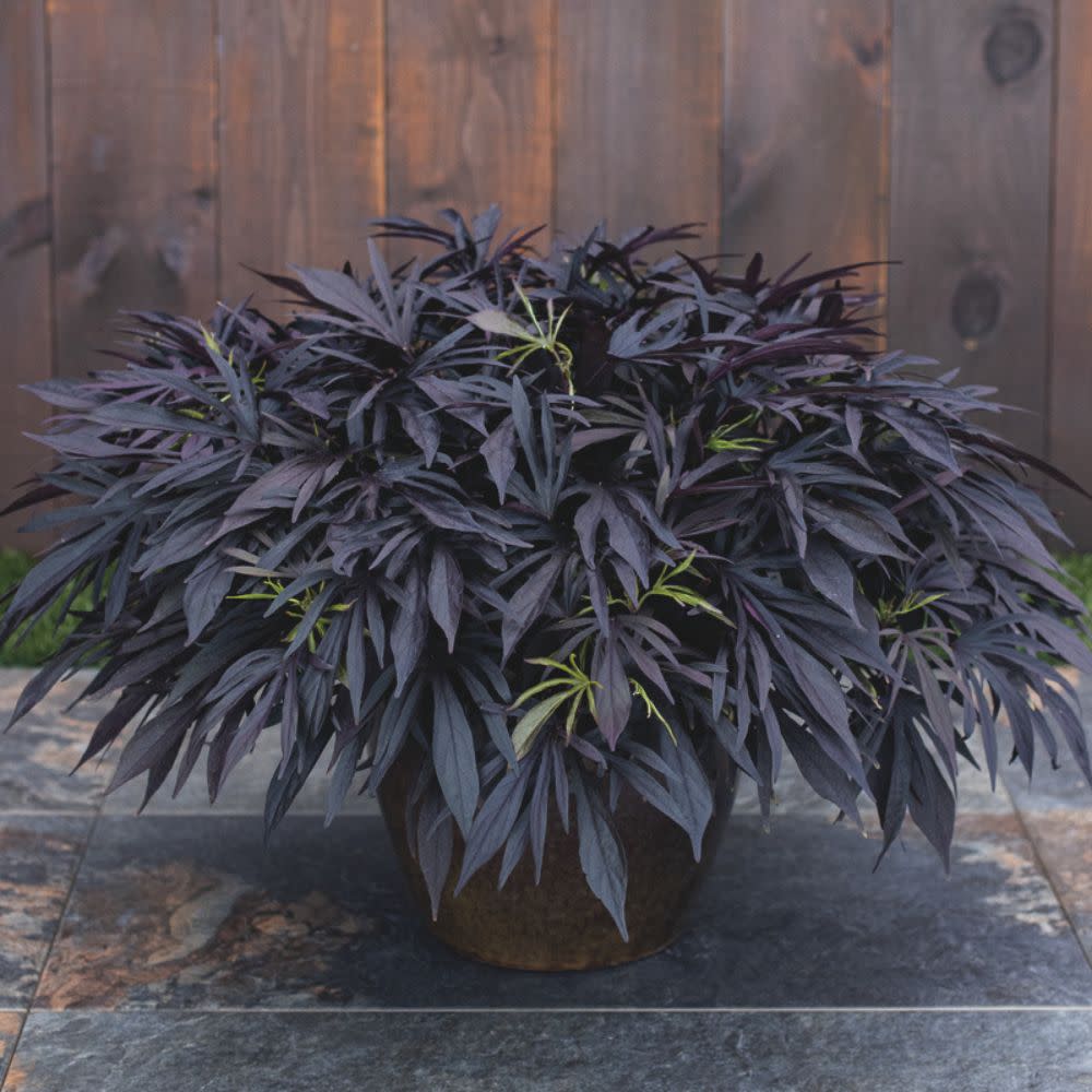 dracaena medusa Ornamental Sweet Potato Vine | Sweet Caroline Medusa™ Black
