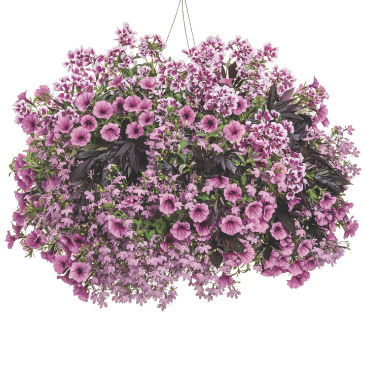 Sweet Caroline Medusa™ Black Ornamental Sweet Potato Vine (Ipomoea batatas) | Proven Winners® New Variety 2026