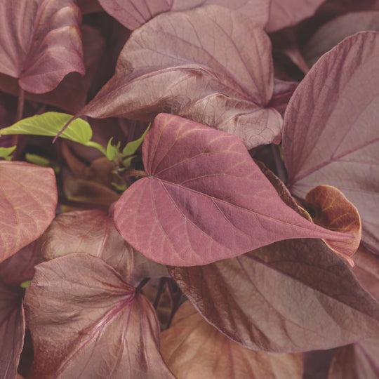 Sweet Caroline Sweetheart Mahogany™ Sweet Potato Vine (Ipomoea)