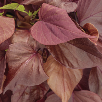 Sweet Caroline Sweetheart Mahogany Sweet Potato Vine up close.