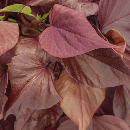 Sweet Caroline Sweetheart Mahogany™ Sweet Potato Vine (Ipomoea)