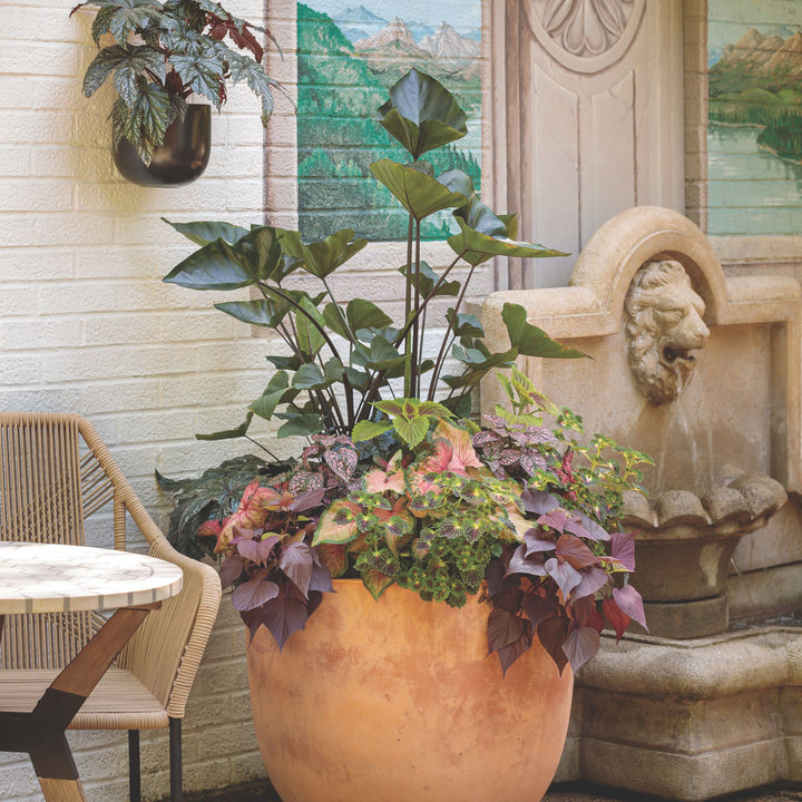 Sweet Caroline Sweetheart Mahogany™ Sweet Potato Vine (Ipomoea)