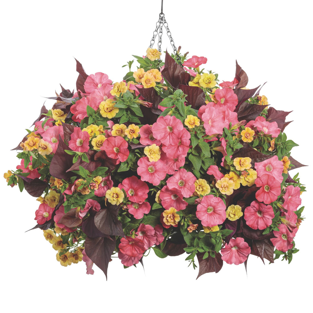 Sweet Caroline Sweetheart Mahogany™ Sweet Potato Vine (Ipomoea)