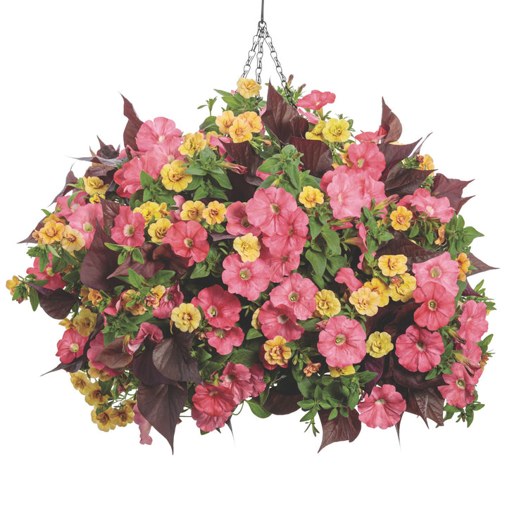 Sweet Caroline Sweetheart Mahogany™ Sweet Potato Vine (Ipomoea)