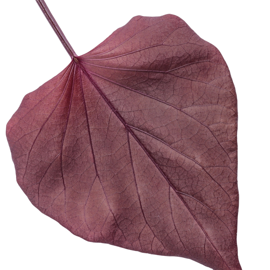 Sweet Caroline Sweetheart Mahogany™ Sweet Potato Vine (Ipomoea)