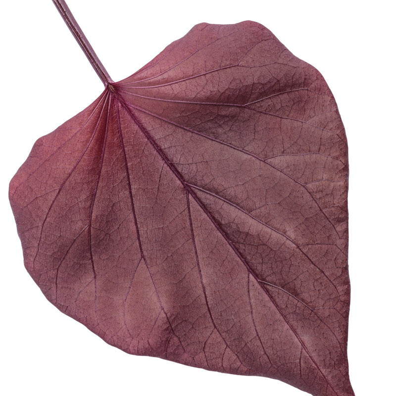 Sweet Caroline Sweetheart Mahogany™ Sweet Potato Vine (Ipomoea hybrid)