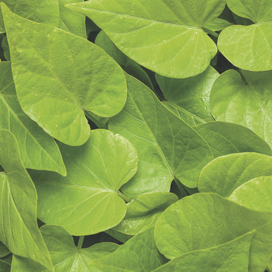 Sweet Caroline Sweetheart Lime Sweet Potato Vine (Ipomoea)