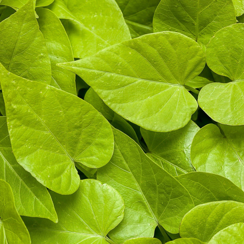 Sweet Caroline Sweetheart Lime Sweet Potato Vine up close.