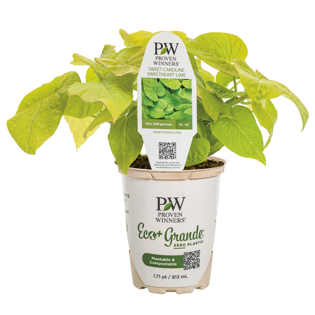 sweet caroline plant indoors Sweet Potato Vine | Sweet Caroline Sweetheart Lime