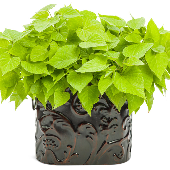Sweet Caroline Sweetheart Lime Sweet Potato Vine (Ipomoea)