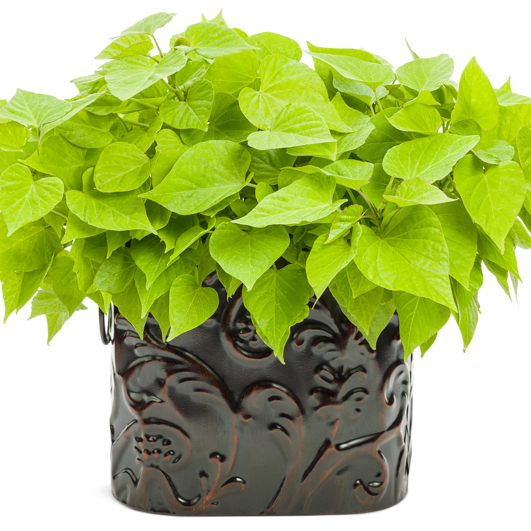 sweet caroline plant indoors Sweet Potato Vine | Sweet Caroline Sweetheart Lime