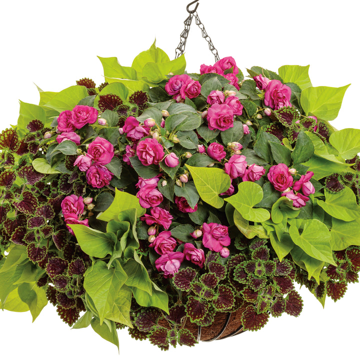 sweet caroline plant indoors Sweet Potato Vine | Sweet Caroline Sweetheart Lime