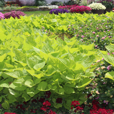 Sweet Caroline Sweetheart Lime Sweet Potato Vine in use.