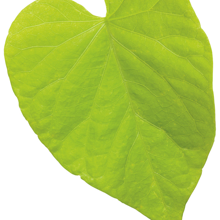 Sweet Caroline Sweetheart Lime Sweet Potato Vine (Ipomoea)