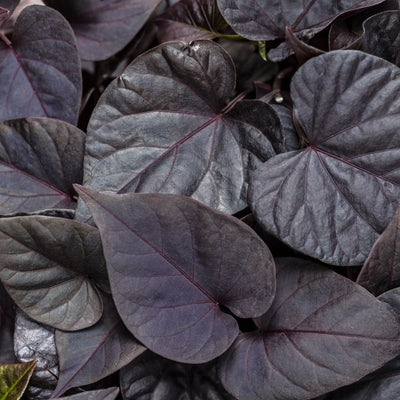 Sweet Caroline Sweetheart Jet Black Sweet Potato Vine up close.