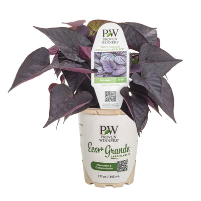 Sweet Caroline Sweetheart Jet Black™ Sweet Potato Vine (Ipomoea batatas)