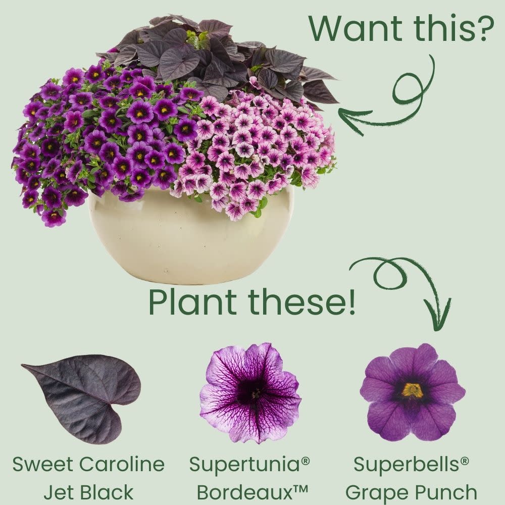 sweet caroline plant indoors Sweet Potato Vine | Sweet Caroline Sweetheart Jet Black