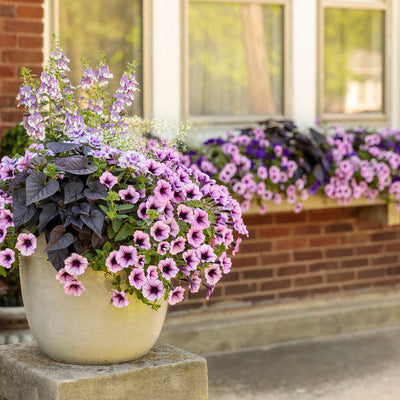 Sweet Caroline Sweetheart Jet Black Sweet Potato Vine in use.