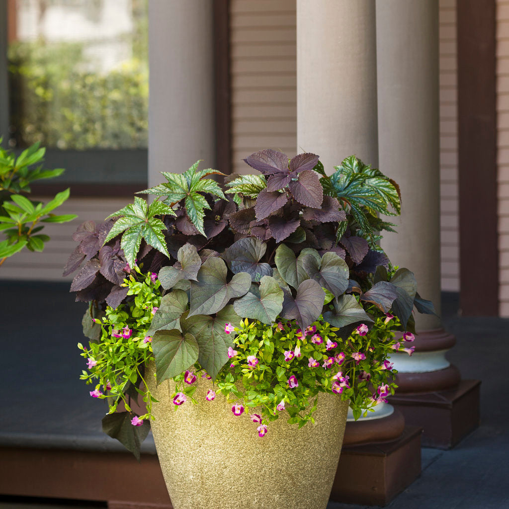 sweet potato vine plant Sweet Caroline Sweetheart Jet Black™ Sweet Potato Vine (Ipomoea batatas)