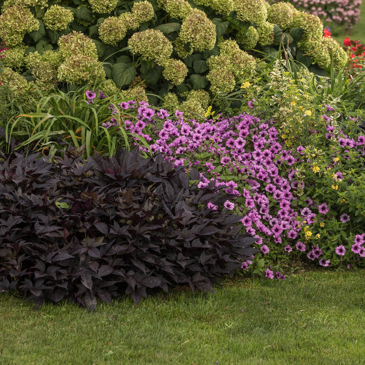 sweet caroline plant indoors Sweet Potato Vine | Sweet Caroline Sweetheart Jet Black