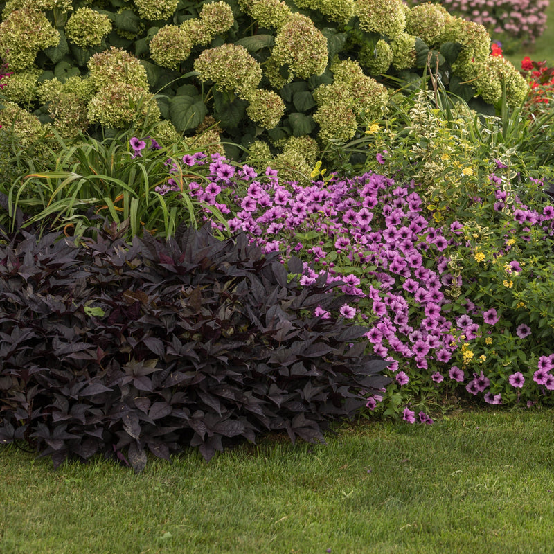 Sweet Caroline Sweetheart Jet Black Sweet Potato Vine in use.