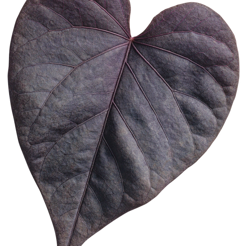 Sweet Caroline Sweetheart Jet Black™ Sweet Potato Vine (Ipomoea batatas)