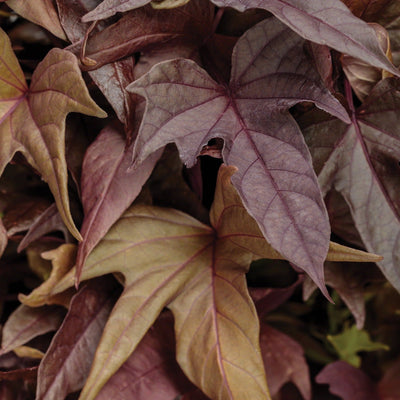 Sweet Caroline Red Hawk Sweet Potato Vine up close.