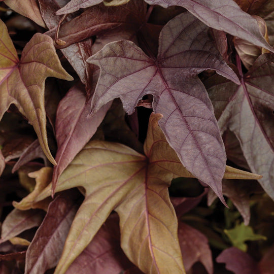 Sweet Caroline Red Hawk™ Sweet Potato Vine (Ipomoea)