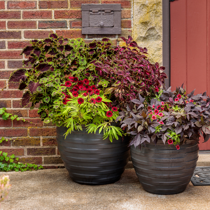 Sweet Caroline Red Hawk Sweet Caroline Red Hawk Sweet Potato Vine in use.