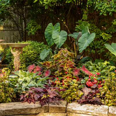 Sweet Caroline Red Hawk Sweet Caroline Red Hawk Sweet Potato Vine in use.