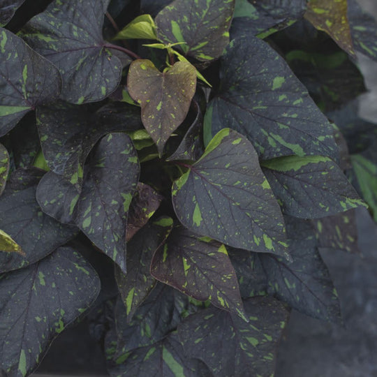 Sweet Caroline Sweetheart Shadowstorm™ Sweet Potato Vine (Ipomoea) | Proven Winners® New Variety 2026