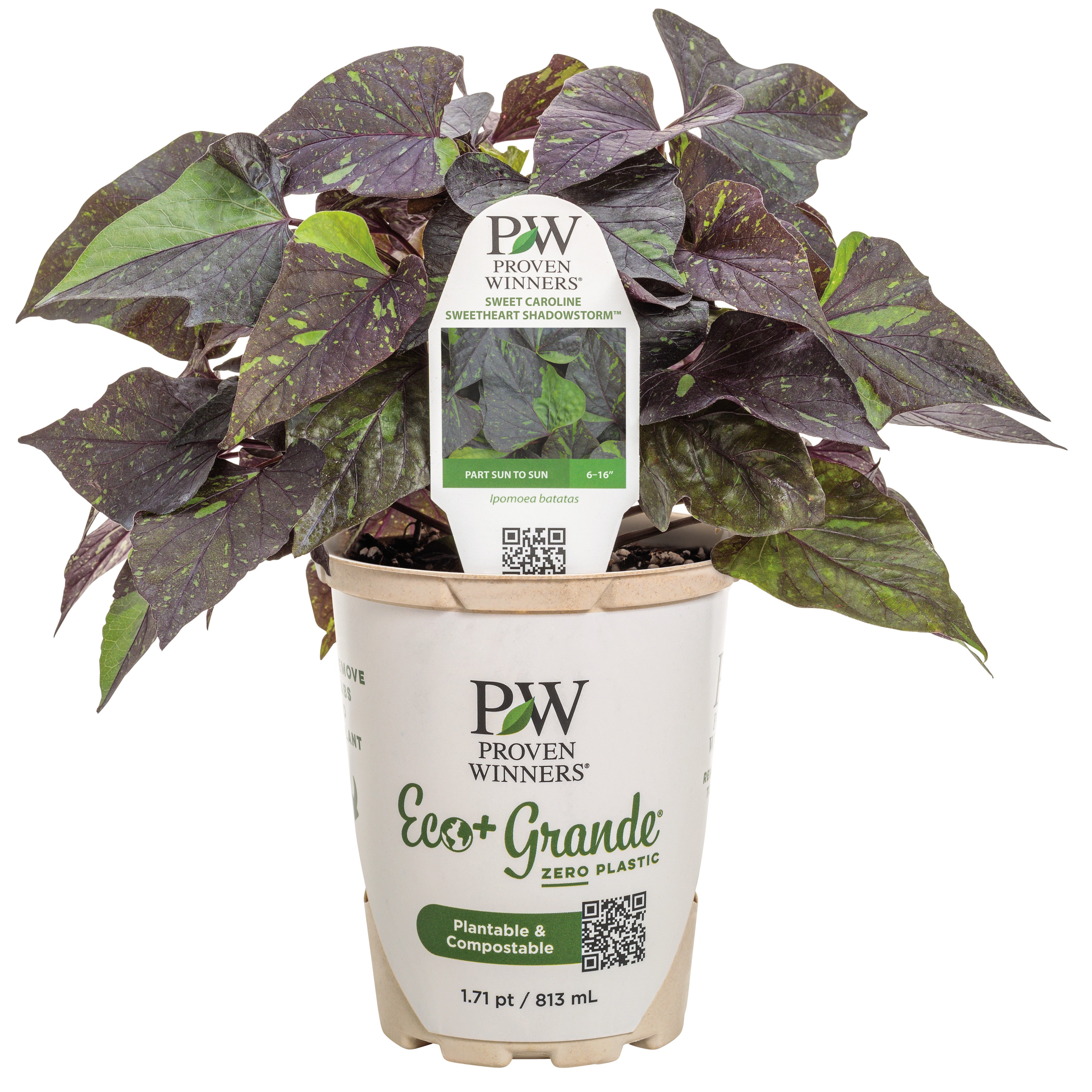 Ornamental Sweet Potato Vine | Sweet Caroline Sweetheart