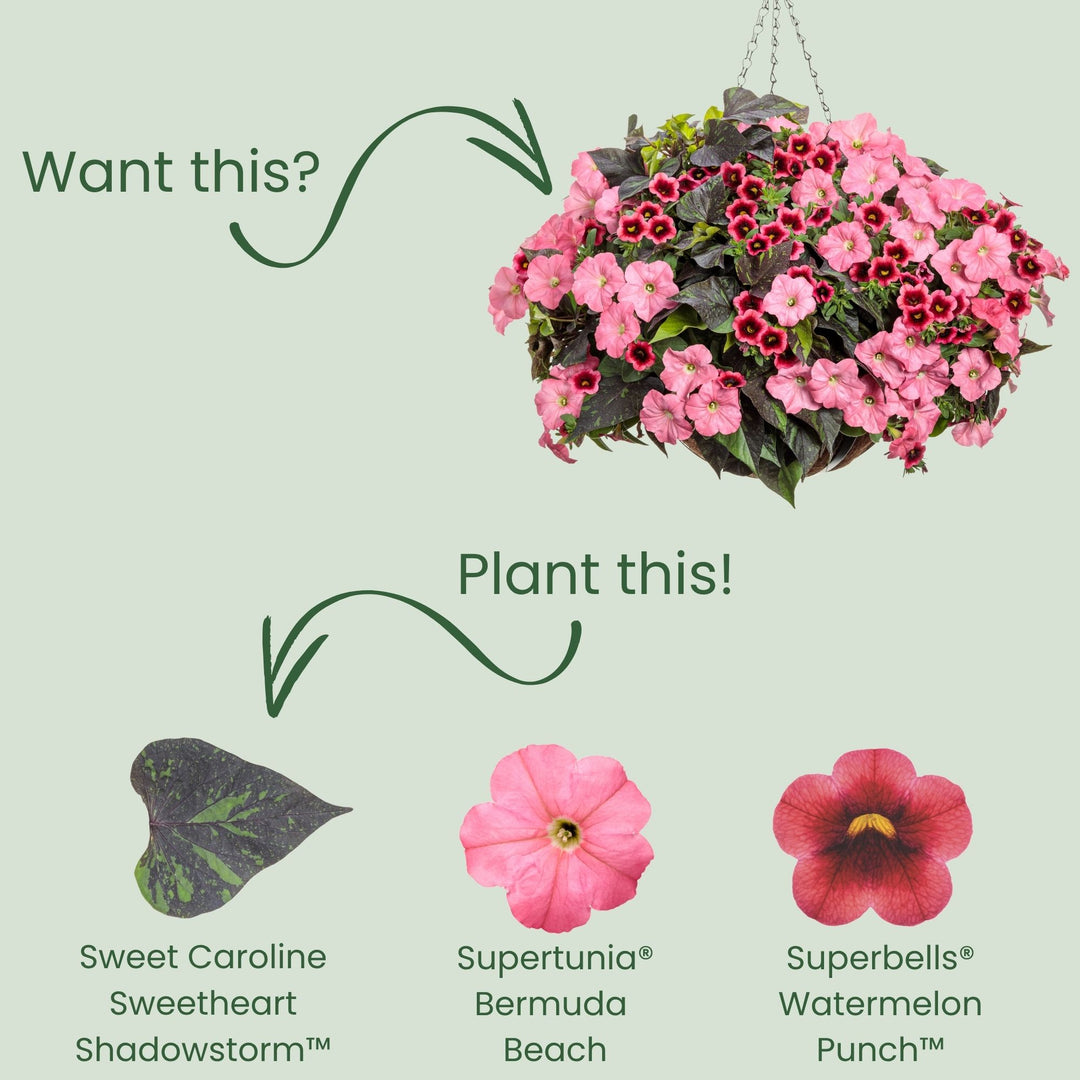 Sweet Caroline Sweetheart Shadowstorm™ Sweet Potato Vine (Ipomoea) | Proven Winners® New Variety 2026