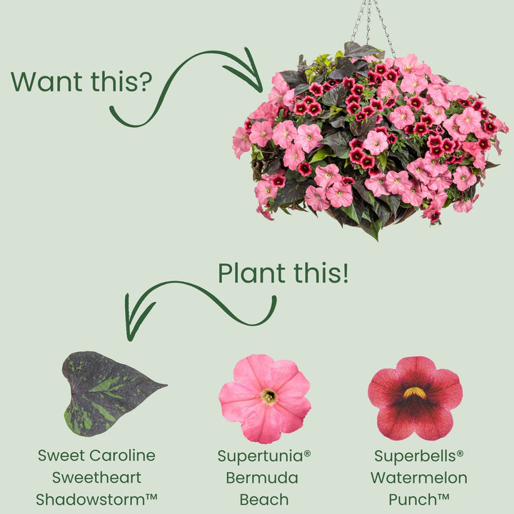 Sweet Caroline Sweetheart Shadowstorm™ Sweet Potato Vine (Ipomoea) | Proven Winners® New Variety 2026