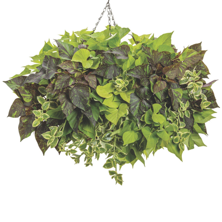 Sweet Caroline Sweetheart Shadowstorm™ Sweet Potato Vine (Ipomoea) | Proven Winners® New Variety 2026