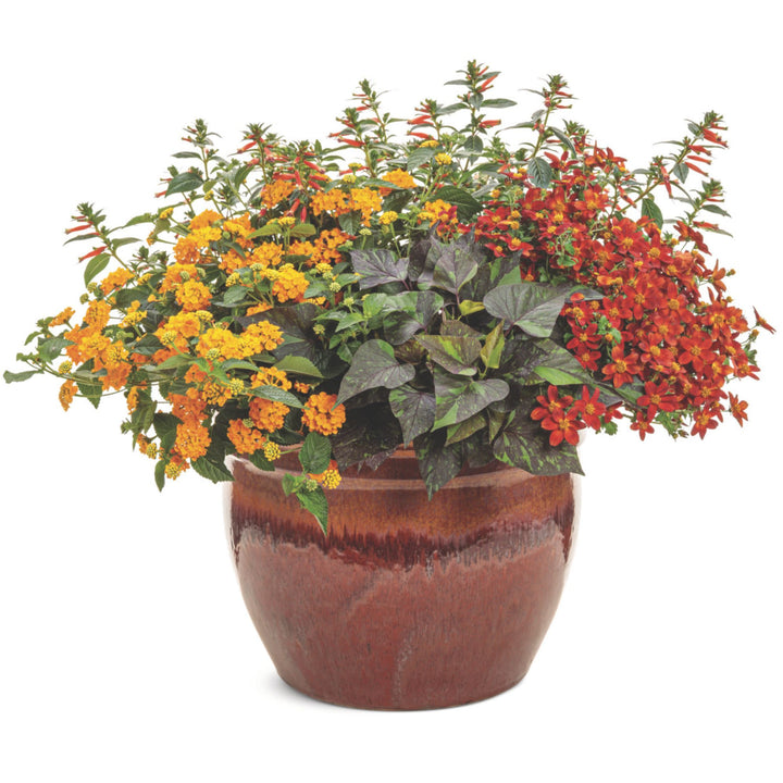 Sweet Caroline Sweetheart Shadowstorm™ Sweet Potato Vine (Ipomoea) | Proven Winners® New Variety 2026