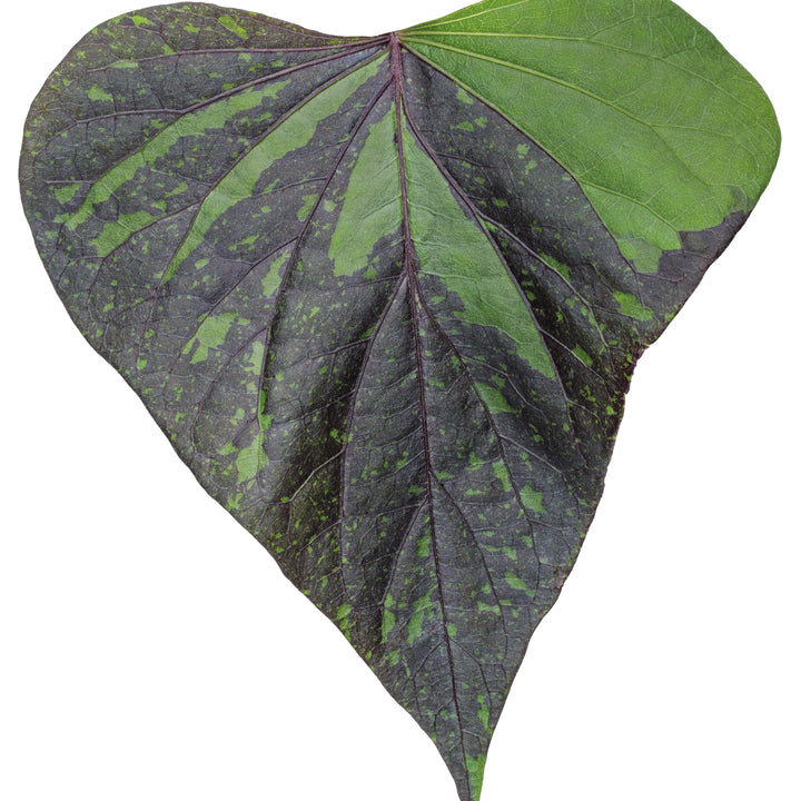 Sweet Caroline Sweetheart Shadowstorm™ Sweet Potato Vine (Ipomoea) | Proven Winners® New Variety 2026