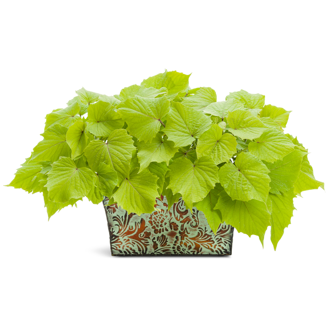 Sweet Caroline Bewitched Green With Envy™ Sweet Potato Vine (Ipomoea batatas)