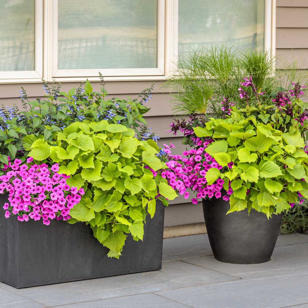 Sweet Caroline Bewitched Green With Envy™ Sweet Potato Vine (Ipomoea batatas)