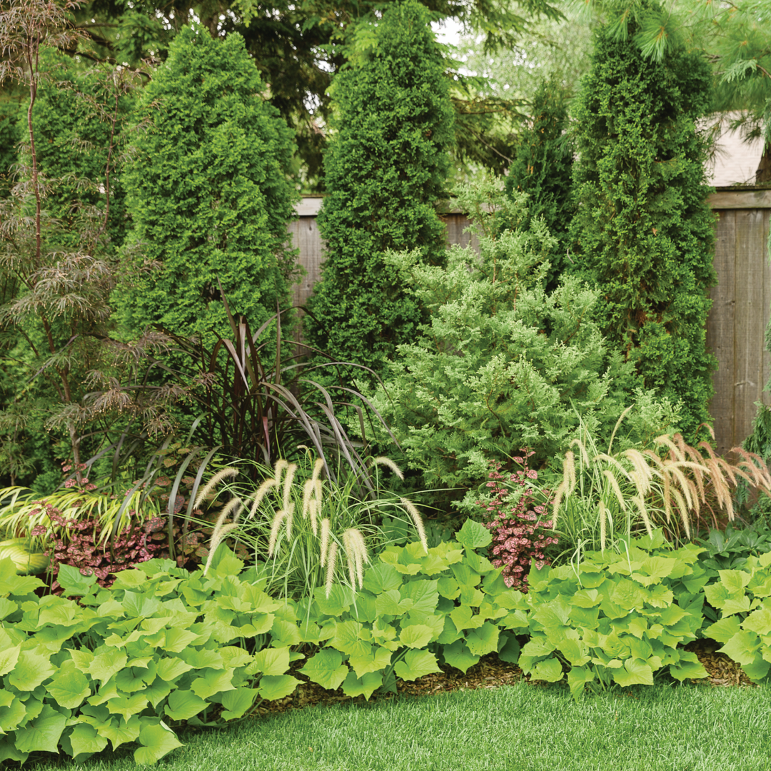 Sweet Caroline Bewitched Green With Envy™ Sweet Potato Vine (Ipomoea batatas)