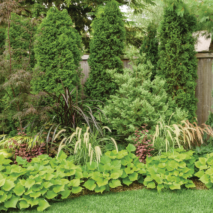 Sweet Caroline Bewitched Green With Envy™ Sweet Potato Vine (Ipomoea batatas)