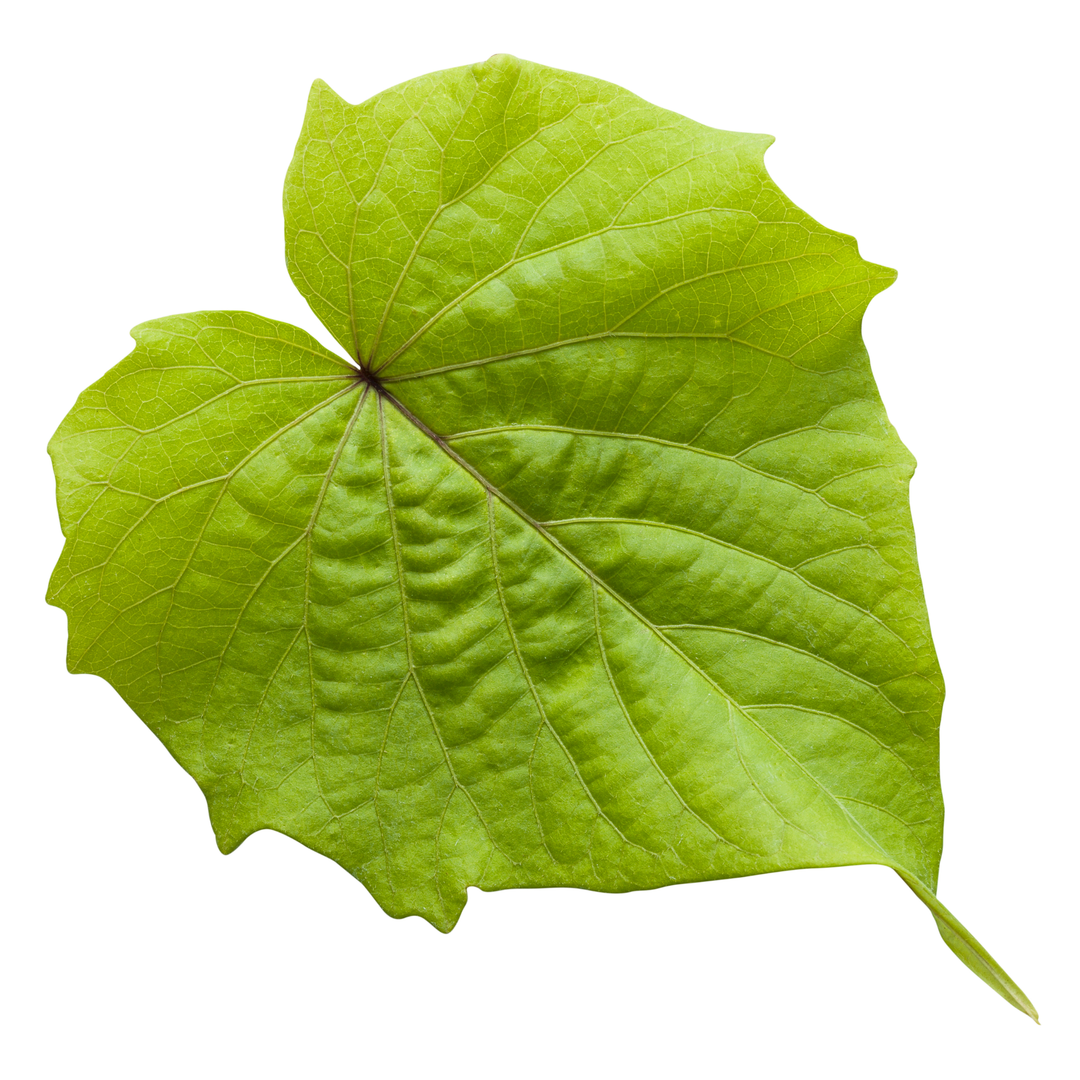 Sweet Caroline Bewitched Green With Envy™ Sweet Potato Vine (Ipomoea batatas)